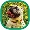 Cute Dogs Wallpapers icon