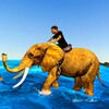 Elephant rider game simulator icon