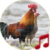 Red junglefowl Sounds ~ Sboard icon