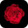 Red Rose Theme +HOME icon