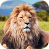 Angry Lion Attack Simulator 3D icon