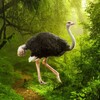 The Ostrich simgesi