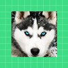 Husky Dog Wallpaper HD icon