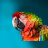 The Parrot icon