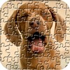 Dogs Jigsaw Puzzles for Kids icon