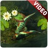 Koi Pond Video Live Wallpaper icon