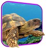 Turtle 3D Live Wallpaper icon