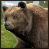 Ultimate Bear Simulator icon
