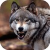 Wolf Wallpaper HD: Backgrounds icon