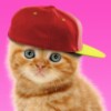 Sweet Cat and Caps icon