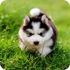 Husky Puppy Wallpapers icon