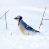 Wallpapers and backgrounds of animals in the winter icon