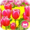 Colorful Tulip icon
