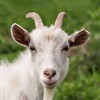 Goat Games 2023 Goat Sim icon