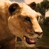 Ultimate Lioness Simulator icon