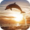 Jumping Dolphin Live Wallpaper icon