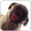 Dog Licking Live Wallpaper Free icon