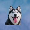 Icona di Talking Husky