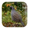 Quail Sounds icon