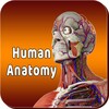 Икона Human Anatomy