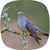 Cuckoo Sounds icon