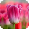 Tulip Wallpapers icon