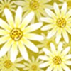 أيقونة Daisy Flower