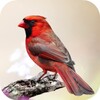 Cardinal Bird Sounds icon