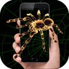 Spider in phone icon