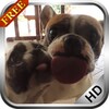 Dogs Licks Screen icon