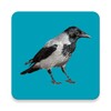 Progressive decoy of crows icon