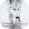 Wolfs live wallpaper icon