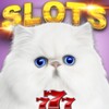 أيقونة Casino Cash Cats