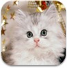 Ikon Cute Kittens Wallpapers