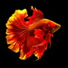 Aquarium Fish icon