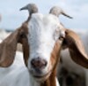 Goat Breeds icon