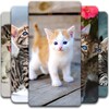 Cute Kitten Wallpaper icon