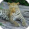 BigCatBG: Big Cat Wallpapers icon