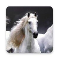 Horse Wallpaper HD
