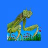Icona di 4D Kid Explorer Bugs