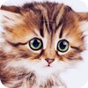 Cute Animal Wallpapers 4K icon