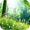 Green Forest icon