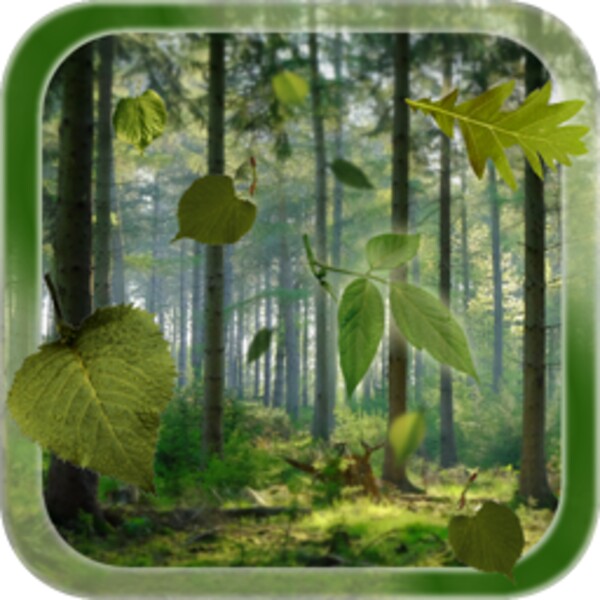 Forest LWP for Android - Download the APK from Uptodown