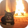 Cat 3D Video Live Wallpaper icon