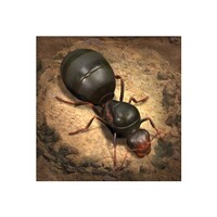 The Ants for Android - Download the APK from Uptodown