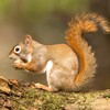 Squirrel Sounds HD icon