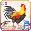 Funny Wake Up Ringtones icon