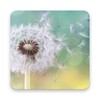 Dandelion Live Wallpapers icon