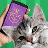 Cat Phrasebook Translator icon