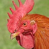 Rooster Sounds icon